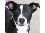 Adopt Lexi a Black - with White Border Collie / Mixed dog in Carrollton