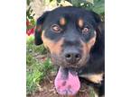 Adopt Scarlett a Black - with Brown, Red, Golden, Orange or Chestnut Rottweiler