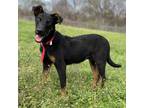 Adopt Zippy a Black - with Brown, Red, Golden, Orange or Chestnut Doberman
