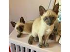 Adopt Brazil a White (Mostly) Siamese / Mixed (short coat) cat in Dallas