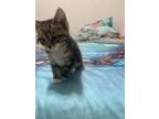 Adopt Mufasa X a Spotted Tabby/Leopard Spotted Domestic Shorthair / Mixed (short