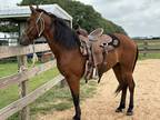 Adopt Nugget a Gaited / Mixed horse in Houston, TX (40390328)
