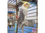 Adopt Popeye a Tan Cockatiel bird in Pottstown, PA (41407158)