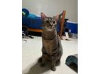 Adopt Cannon a Brown Tabby Domestic Shorthair / Mixed (short coat) cat in