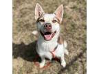 Adopt Hutchi a Red/Golden/Orange/Chestnut - with White Husky / Australian Cattle