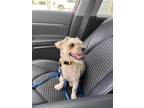 Adopt Candy Apple (Blind) a Schnauzer (Standard) / Mixed dog in New Orleans