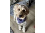 Adopt Miley a Tan/Yellow/Fawn Goldendoodle / Mixed dog in Skippack