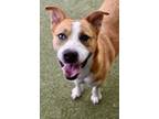 Adopt Smokey a Catahoula Leopard Dog / Mixed dog in Canton, GA (41092280)