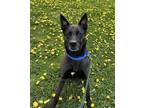 Adopt Bob a Mixed Breed (Large) / Mixed dog in Duluth, MN (41149955)