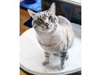 Adopt Apple a Gray, Blue or Silver Tabby Siamese / Mixed (short coat) cat in