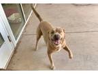 Adopt Stevie Ray Vaughan 57460 a Brown/Chocolate American Pit Bull Terrier /