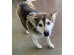 Adopt Mastin Mellow Yellow 58246 a Gray/Silver/Salt & Pepper - with White Husky