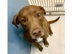 Adopt Autumn Amber 58070 a Brown/Chocolate - with White Labrador Retriever /