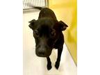 Adopt Lulu Little Bear 57876 a Black Labrador Retriever / Australian Kelpie /