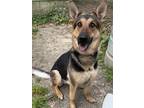 Adopt Luna a Red/Golden/Orange/Chestnut - with Black German Shepherd Dog / Mixed