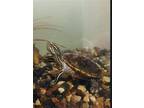 Adopt Smalls a Turtle - Other reptile, amphibian, and/or fish in Mankato