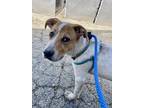 Adopt Parmi a White Australian Cattle Dog / Beagle / Mixed dog in Plain City