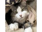 Adopt Felix a Brown Tabby Domestic Mediumhair (medium coat) cat in Crystal Lake