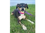 Adopt Penny a Tricolor (Tan/Brown & Black & White) Dachshund dog in Berkeley