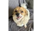 Adopt Gracie a White - with Tan, Yellow or Fawn Spaniel (Unknown Type) / Corgi /