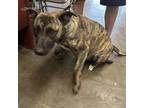 Adopt Lulu a Mixed Breed