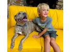 Adopt Grandpa Joe "Tex" a Brindle Pit Bull Terrier dog in Bellingham