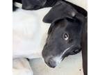 Adopt Hannah a German Shorthaired Pointer, German Shepherd Dog