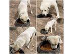 Adopt Mack a Great Pyrenees / Anatolian Shepherd / Mixed dog in Fayetteville
