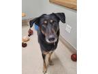Adopt HAZEL a Tricolor (Tan/Brown & Black & White) German Shepherd Dog / Mixed