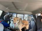 Adopt Arthas a Red/Golden/Orange/Chestnut Labradoodle / Golden Retriever / Mixed
