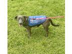 Adopt Delilah a Gray/Blue/Silver/Salt & Pepper Weimaraner / Dachshund / Mixed