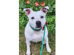 Adopt Capone a Pit Bull Terrier / Mixed dog in Kingston, NY (39862372)