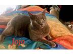 Adopt Jojo a Gray or Blue Russian Blue / Mixed (short coat) cat in Walnut Creek