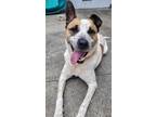 Adopt Cedar NJ a Catahoula Leopard Dog / Shepherd (Unknown Type) / Mixed dog in