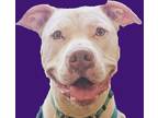 Adopt King Blanco a White American Staffordshire Terrier / Mixed dog in