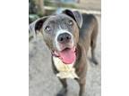 Adopt Emma A-1391 a Pit Bull Terrier