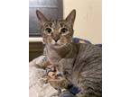Adopt Gloria a Domestic Shorthair / Mixed (short coat) cat in Montgomery