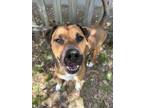 Adopt Jake a Boxer / Mixed dog in Mobile, AL (41465425)