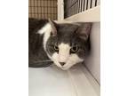 Adopt Zane a Gray or Blue Domestic Mediumhair / Mixed Breed (Medium) / Mixed