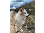 Adopt Tyrion a Tan/Yellow/Fawn - with White Sheltie, Shetland Sheepdog / Mutt /