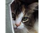 Adopt Annabelle a Calico or Dilute Calico Calico (long coat) cat in Crystal