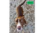 Adopt Missy Bonney Lass 56747 a Brown/Chocolate - with White American Pit Bull
