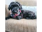 Adopt BRINLEE a Black Schnauzer (Miniature) / Mixed dog in Toronto