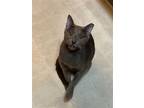Adopt Blue (Courtesy Post) a Gray or Blue Russian Blue / Mixed (short coat) cat