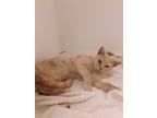 Adopt Lucky (buff - young adult male) a Orange or Red Domestic Shorthair / Mixed