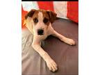 Adopt Emerson. a Tan/Yellow/Fawn - with White Border Collie / Mixed dog in