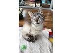 Adopt Stevie Wonder a White Siamese / Mixed cat in La Jolla, CA (41444944)