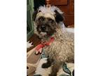 Adopt Dooley in RI a Gray/Silver/Salt & Pepper - with White Poodle (Miniature) /
