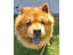 Adopt Mochi a Red/Golden/Orange/Chestnut Chow Chow / Mixed dog in Ventura