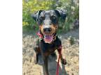 Adopt Sonora a Black - with Brown, Red, Golden, Orange or Chestnut Rottweiler /